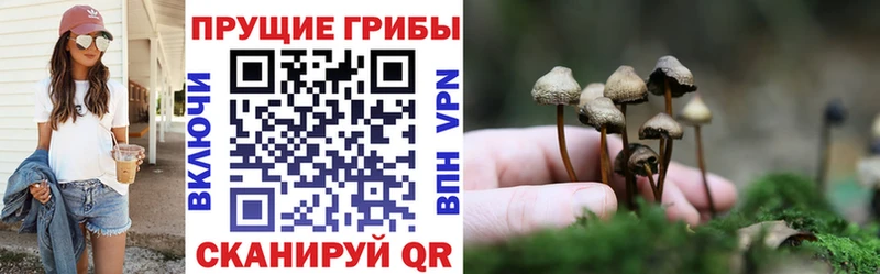 где купить наркотик  Завитинск  Галлюциногенные грибы GOLDEN TEACHER 